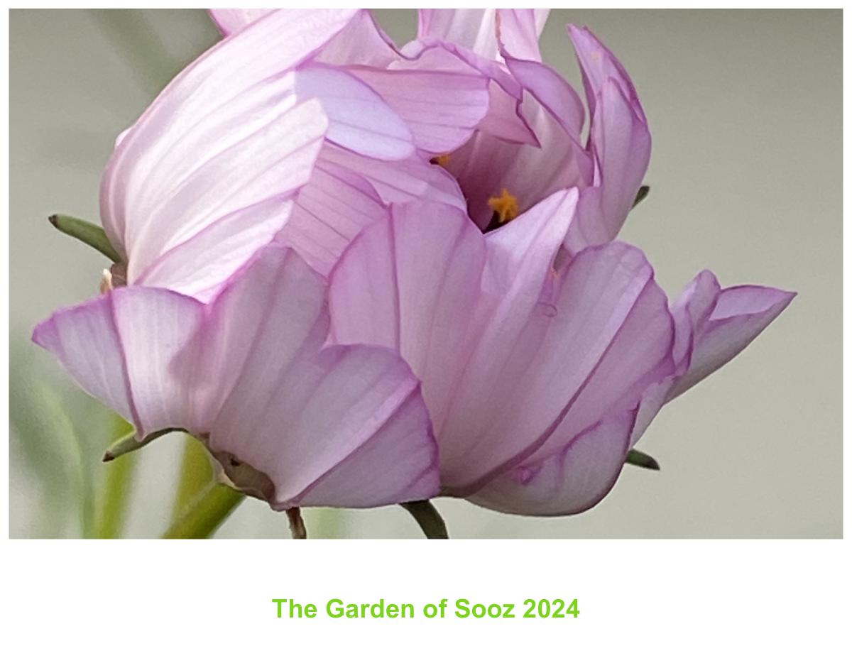 The Garden Of Sooz 2024 Calendar
