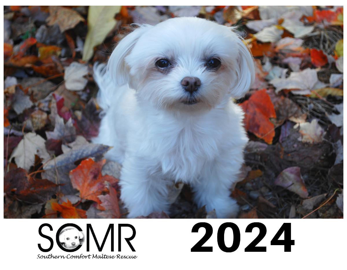 2024 Southern Comfort Maltese Rescue Calendar