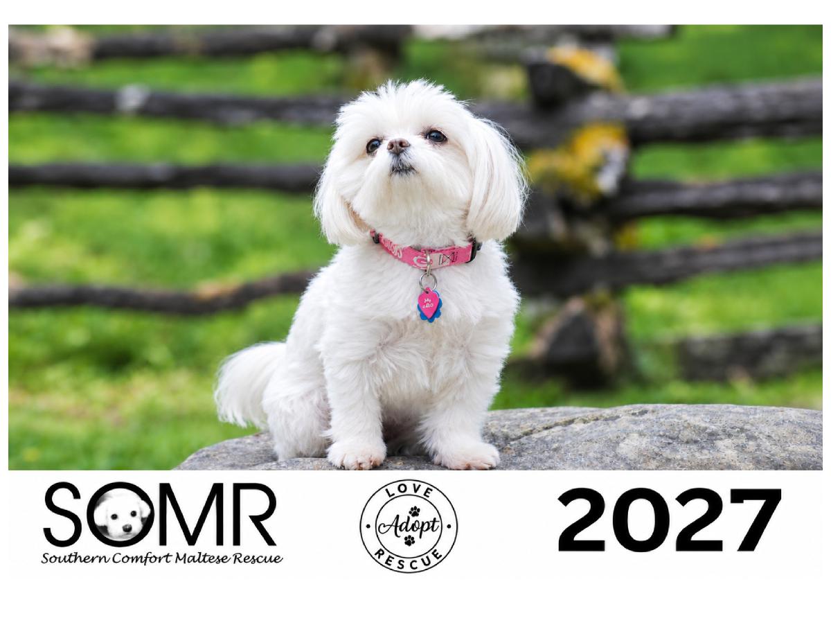 2027 Southern Comfort Maltese Rescue Calendar