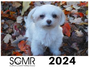 2024 Southern Comfort Maltese Rescue Calendar