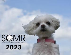 2023 Southern Comfort Maltese Rescue Calendar