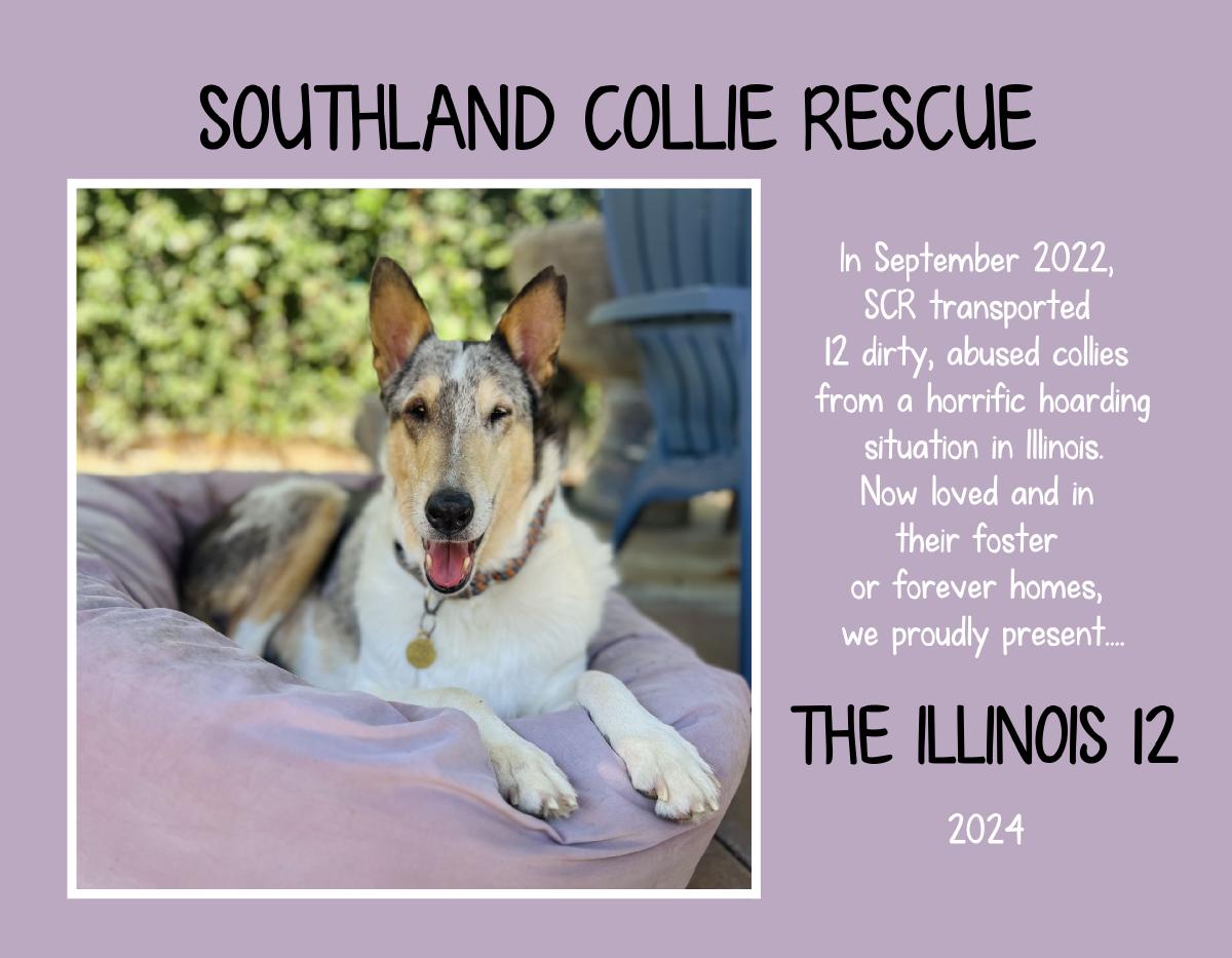Southland Collie Rescue  "The Illinois 12"