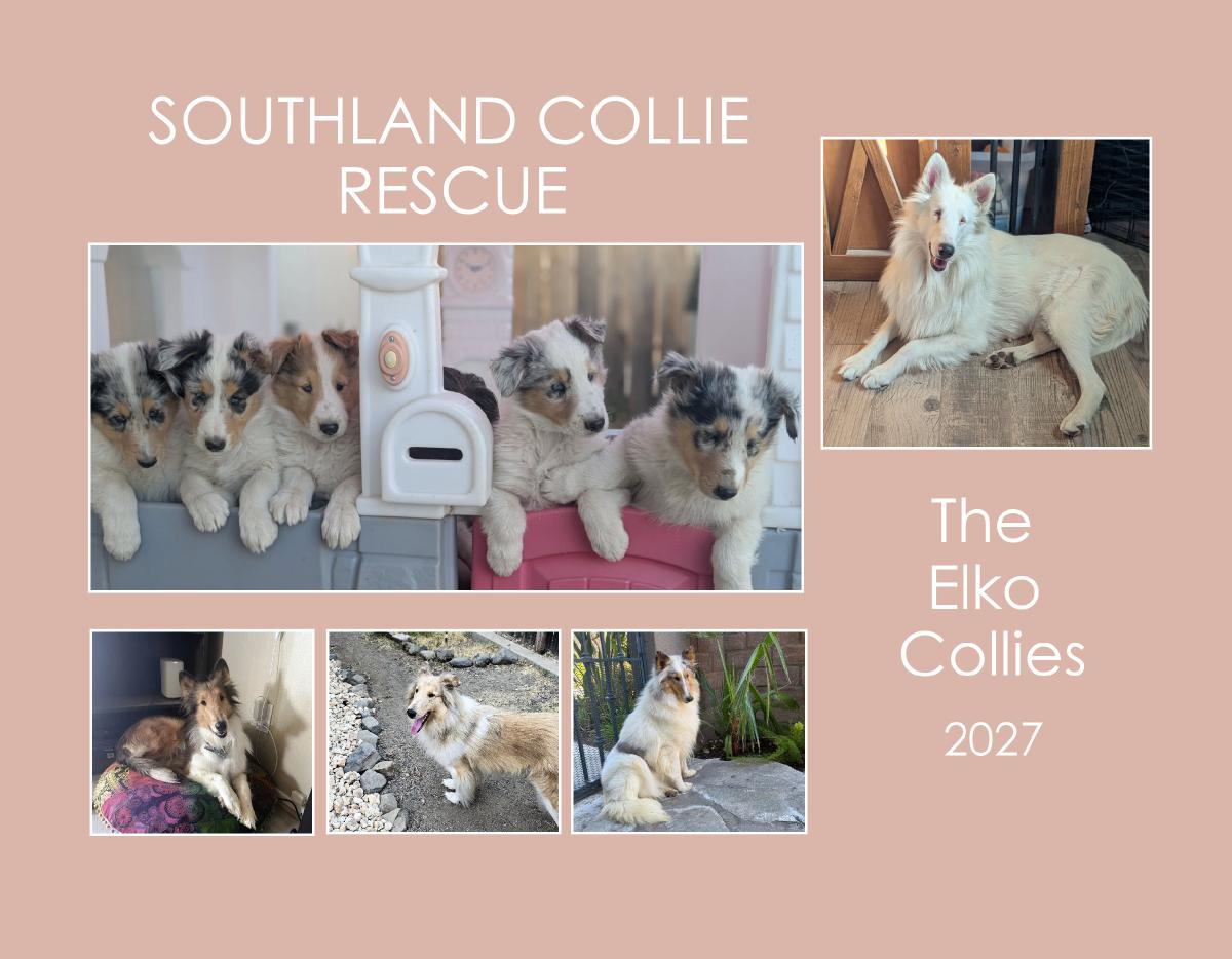 SCR - The Elko Collies 2027