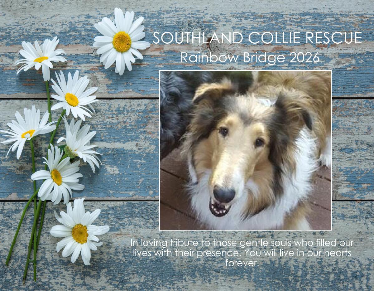 SCR Rainbow Bridge 2026