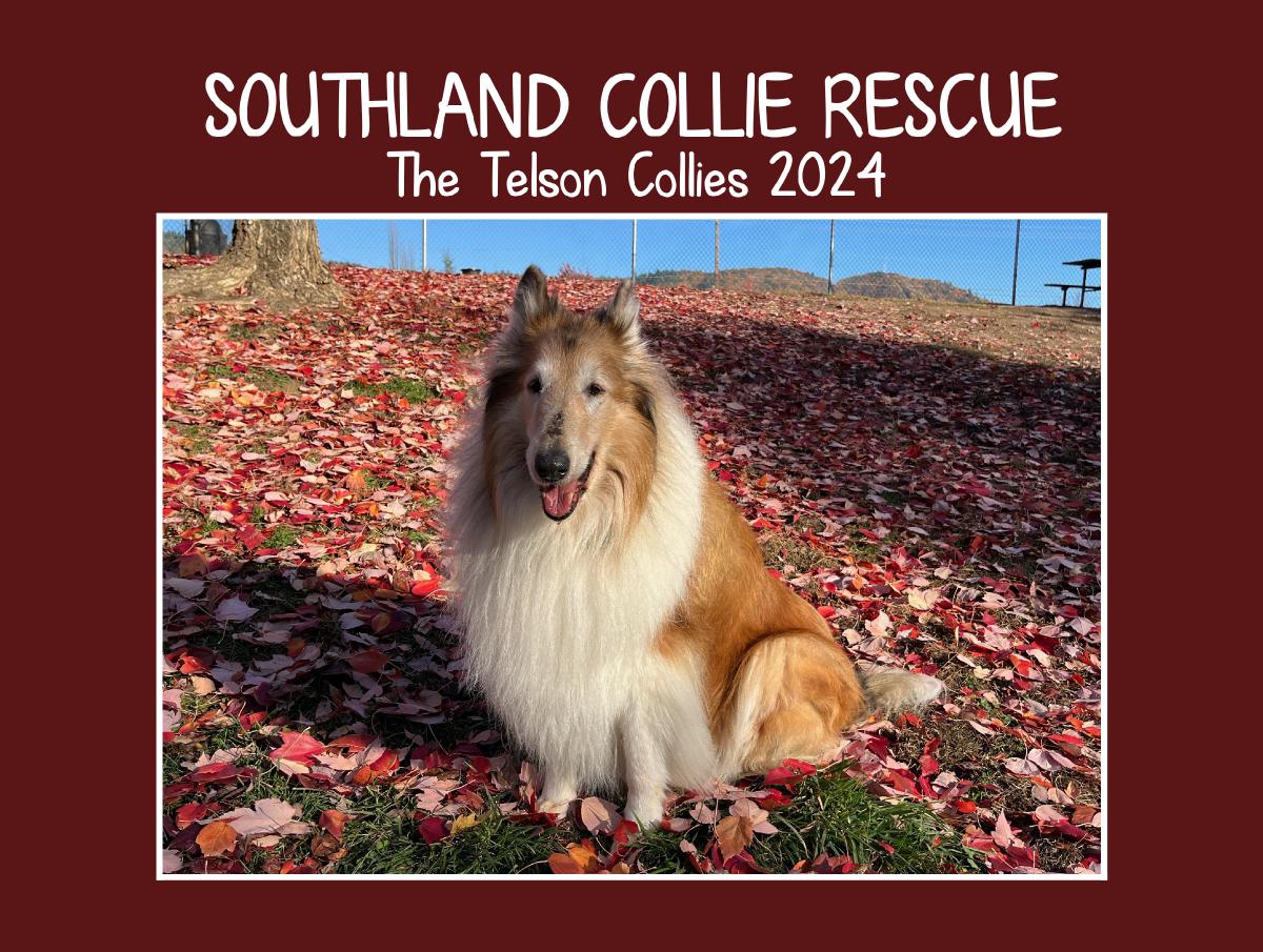 Southland Collie Rescue - The Telson Collies 2024