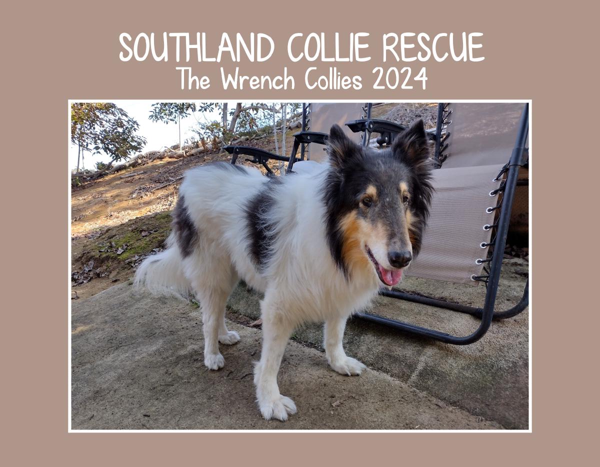 Southland Collie Rescue - The Wrench Collies