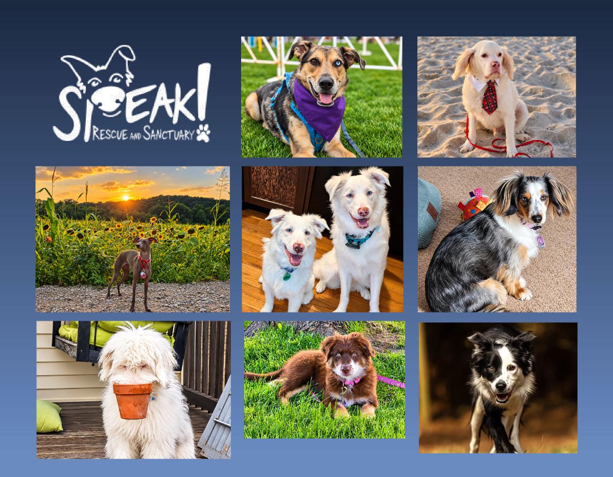 Speak Rescue and Sanctuary 2027 Calendar