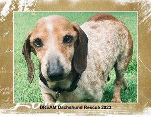 DREAM Dachshund Rescue 2023 Calendar