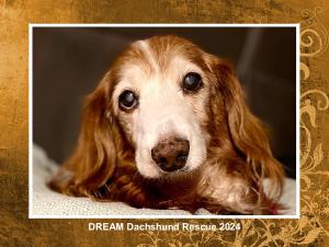 DREAM Dachshund Rescue 2024 Calendar