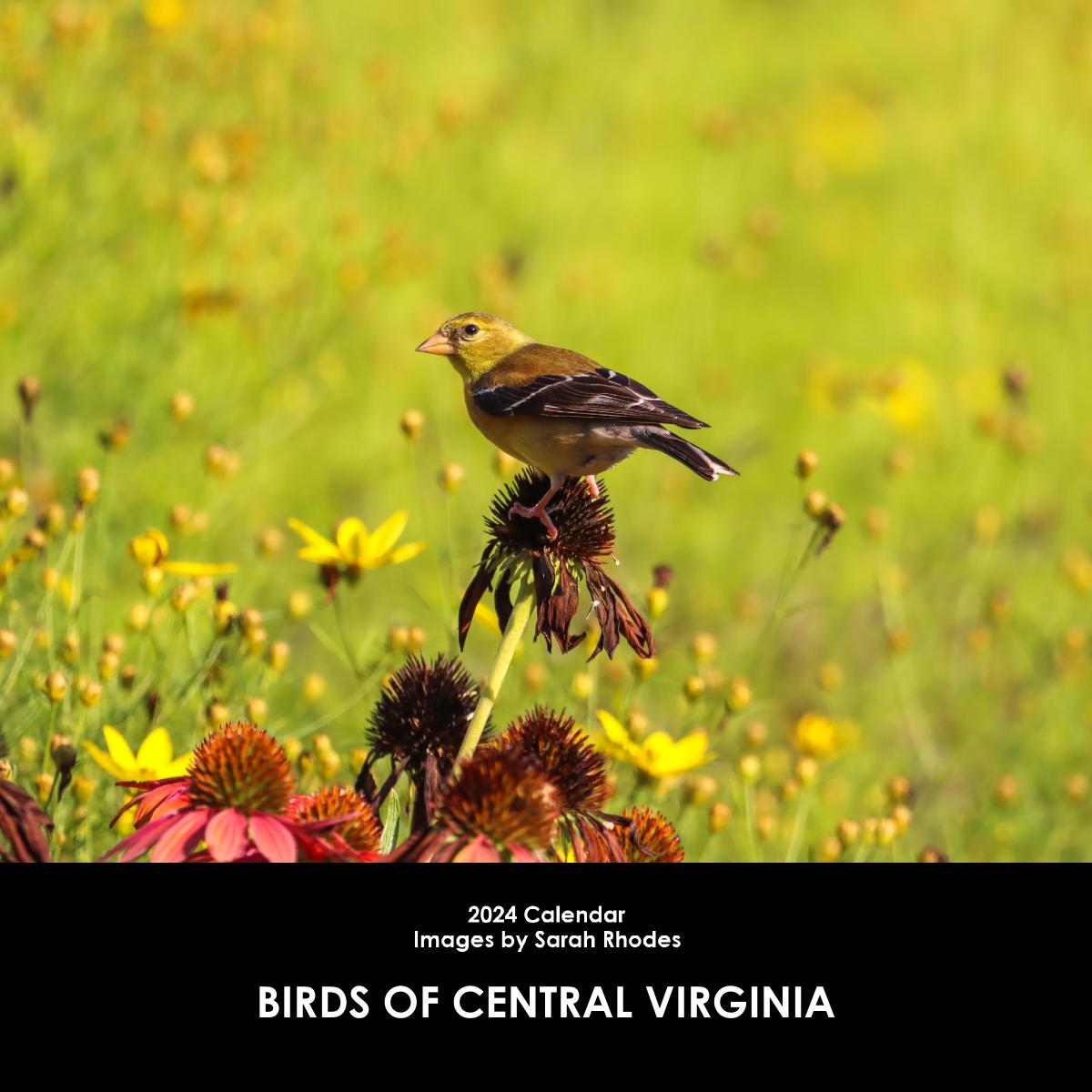 2024 Birds of Central Virginia