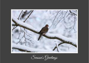 Mourning Dove Winter 2021