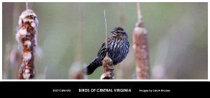 2023 Birds of Central Virginia Desk Calendar