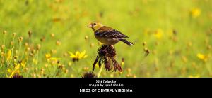 Birds of Central Virginia 2024 Desk Calendar