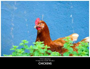 2023 Calendar - Chickens