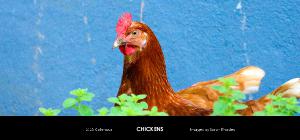 2023 Chickens Desk Calendar
