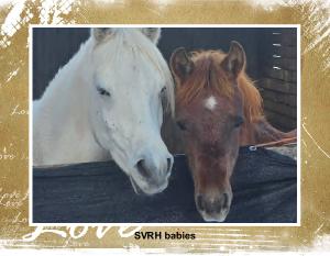 SVRH Babies 2026 Calendar
