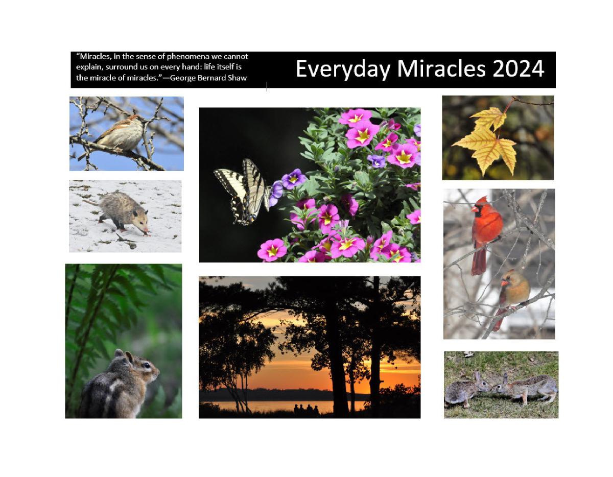 Everyday Miracles 2024