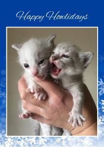 Kitten Holiday Card 