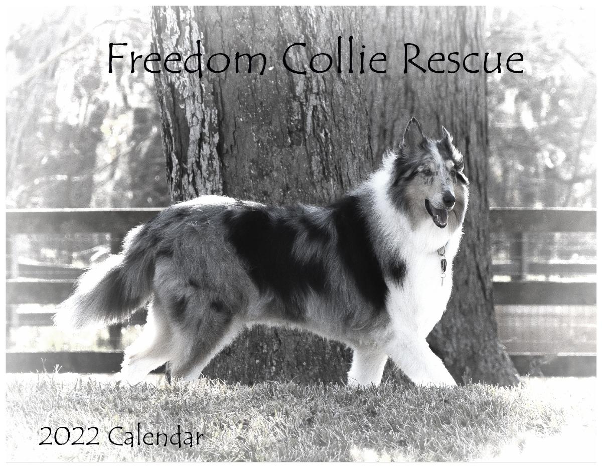 Freedom Calendar 2022 2022 Freedom Collie Rescue Calendar | Create Photo Calendars