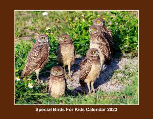 Special Birds For Kids Calendar 2019