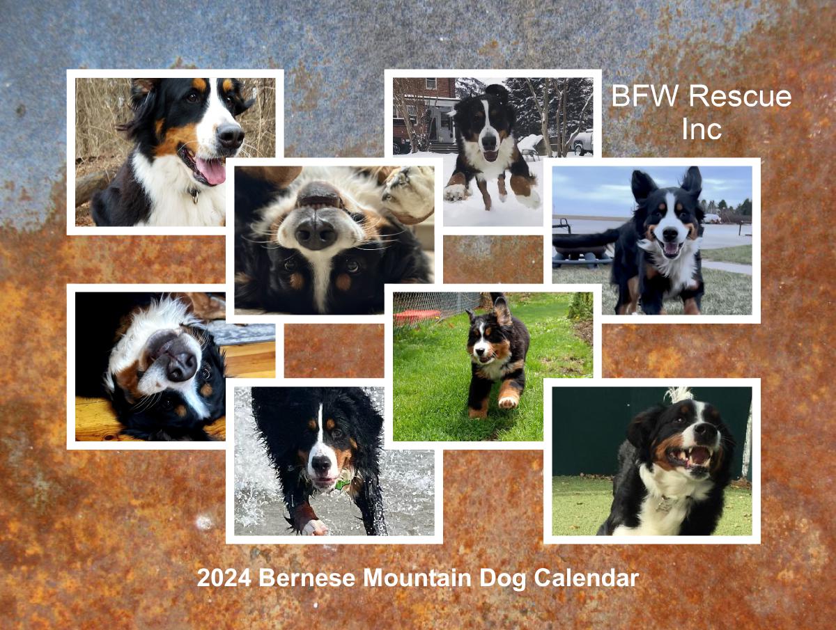 2024 Bernese Mountain Dog Calendar