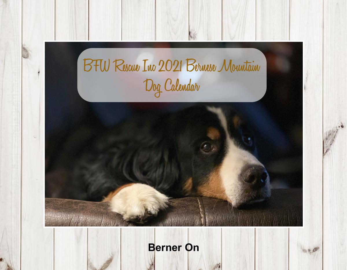 bernese mountain dog calendar