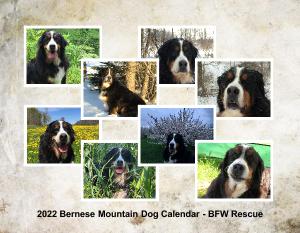 2022 Bernese Mountain Dog Calendar