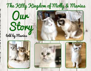 Kitty kingdom hot sale