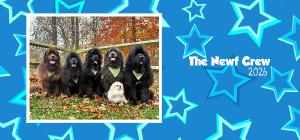 The Newf Crew 2026 Desk Calendar