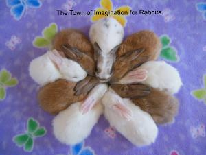 The Town of Imagination for Rabbits.