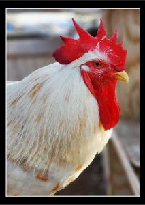 Blank Rooster Greeting Card