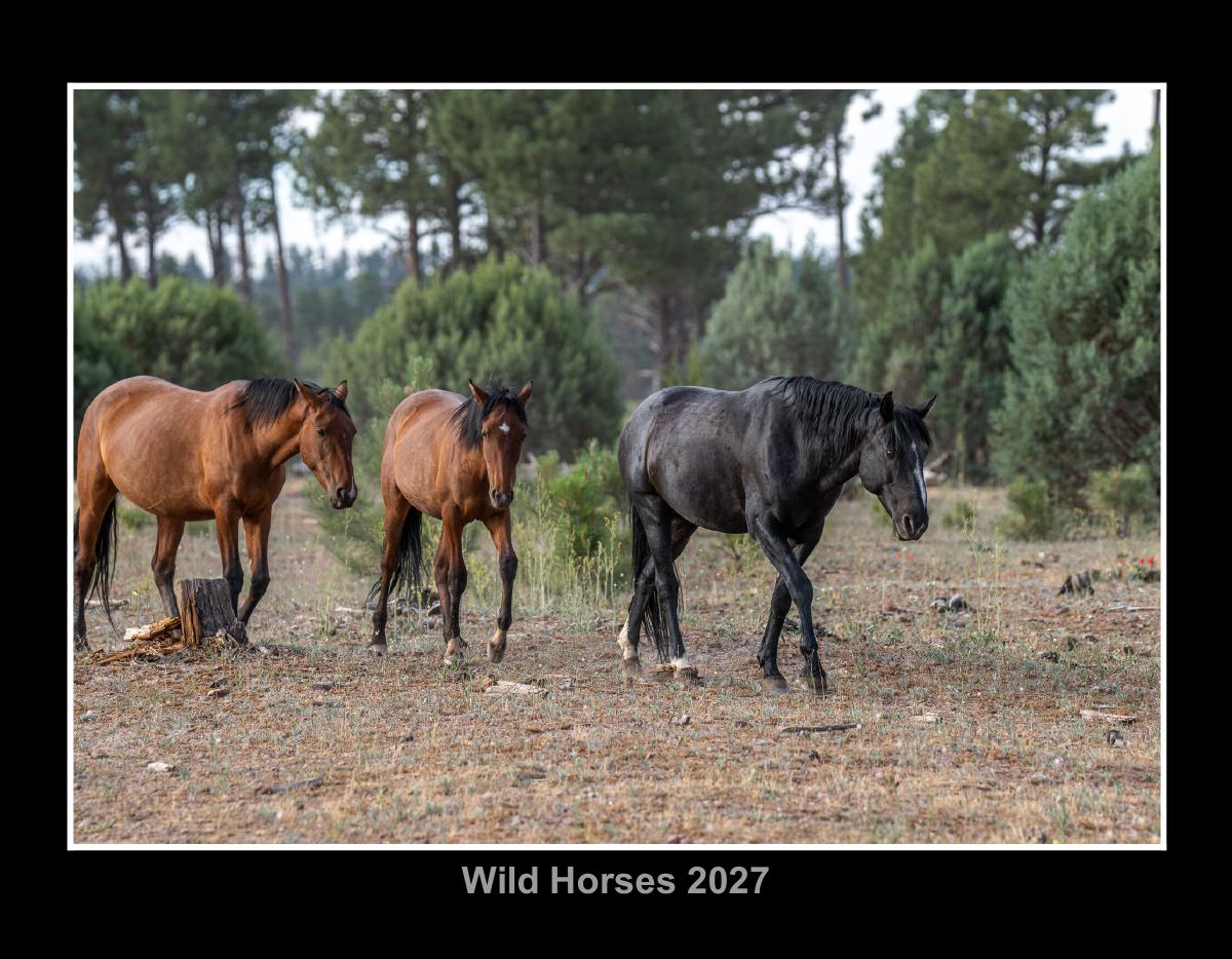 Wild Horses 2027