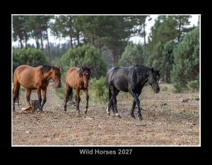 Wild Horses 2027