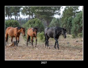 Wild Horses 2027