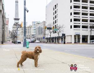 2026 Dogs for Riley Calendar