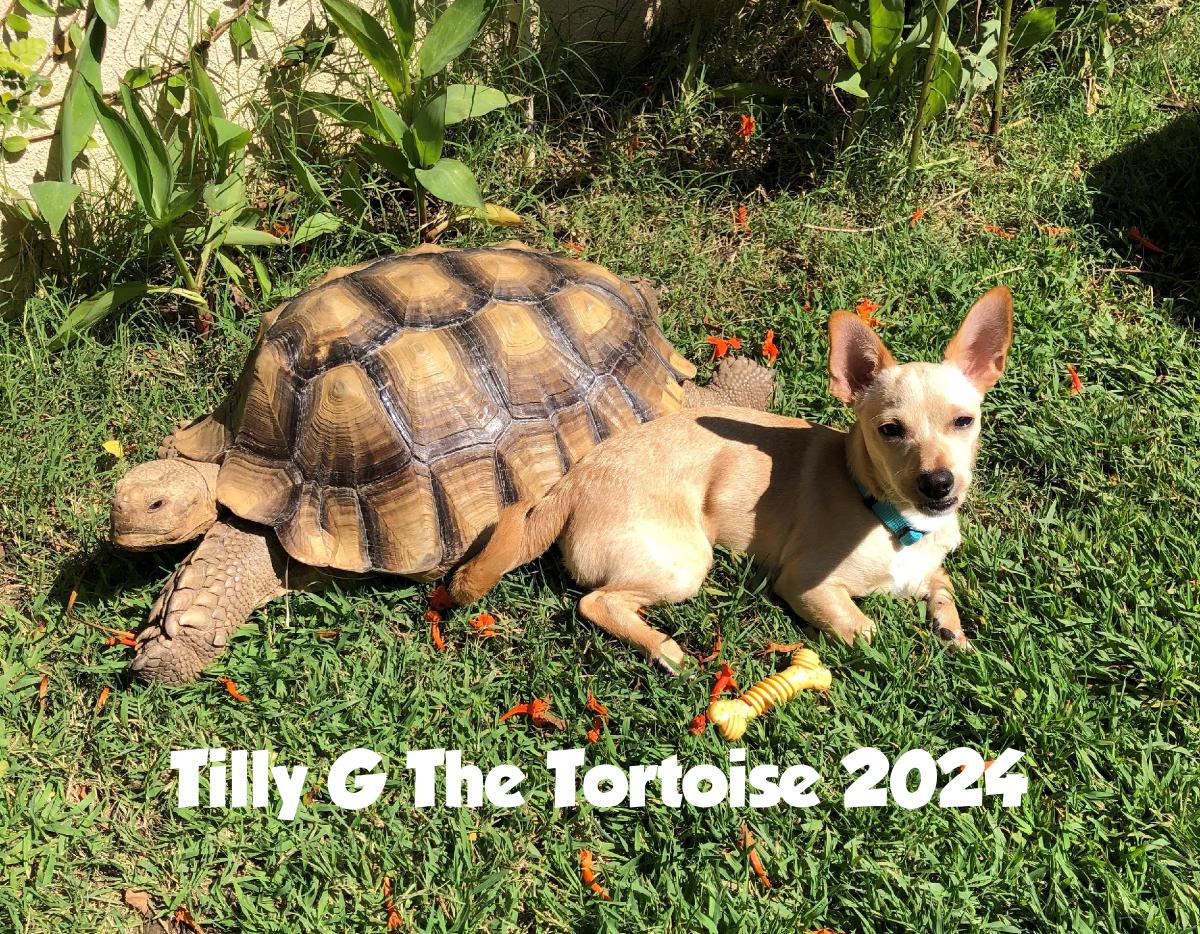 Tilly G The Tortoise 2024