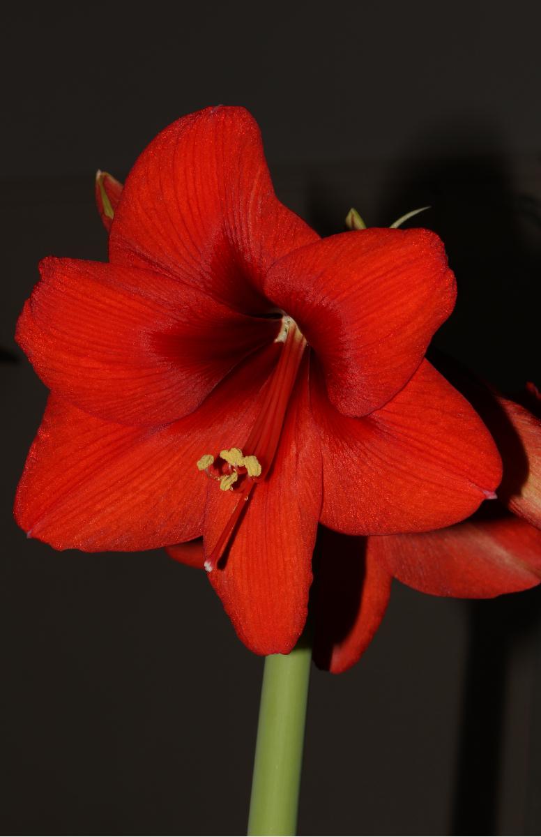 Amaryllis poster