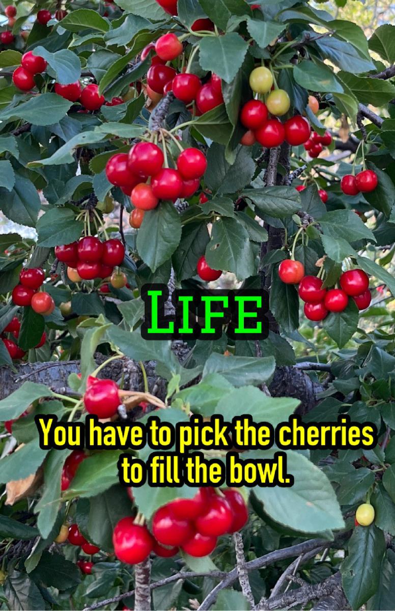 Life poster