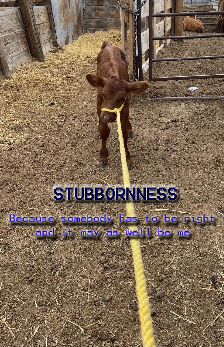 Stubbornness Poster