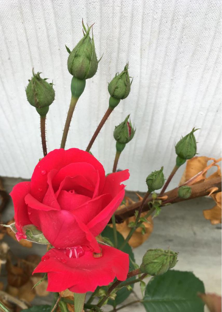 rose card