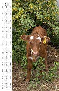 2023 calf calendar