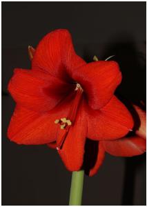Solo flower card, Amaryllis