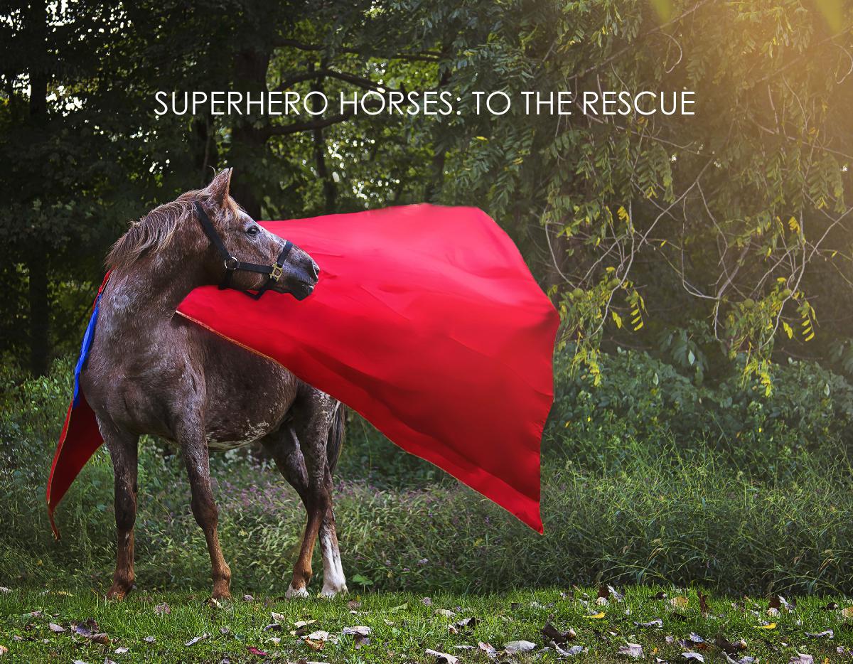 2026 HEART OF PHOENIX SUPER HERO HORSES