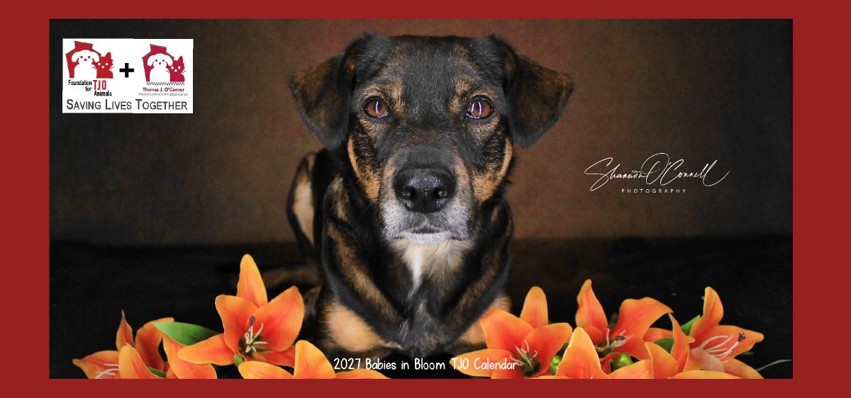 2027 TJO Babies in Bloom Desk Calendar