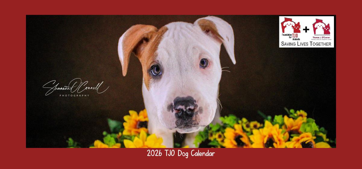 2026 TJO Dog Desk Calendar