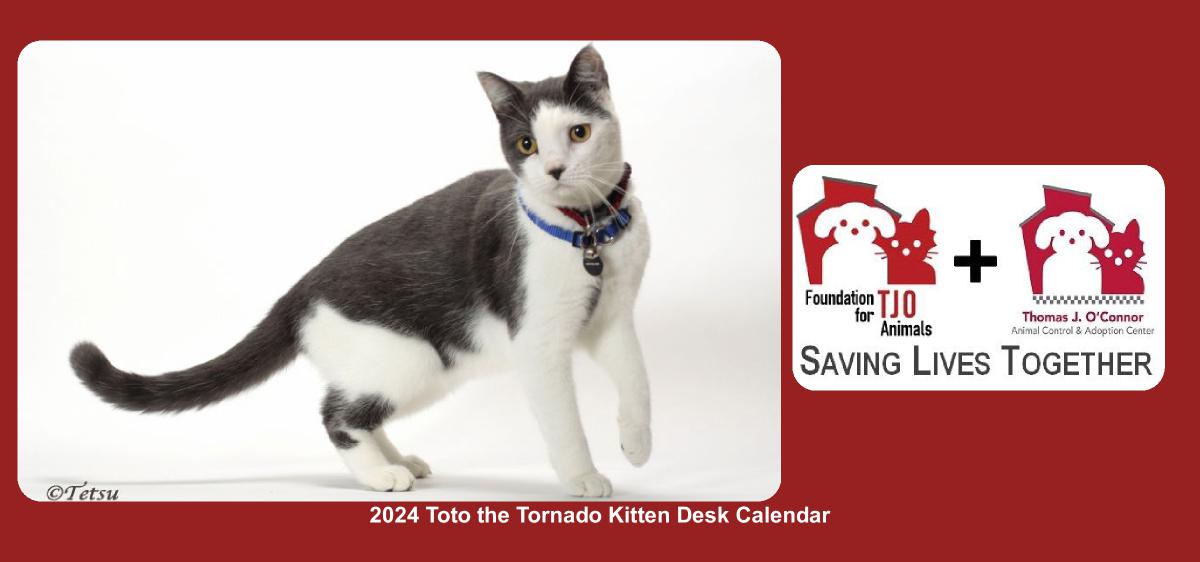 2024 Toto the Tornado Kitten Desk Calendar