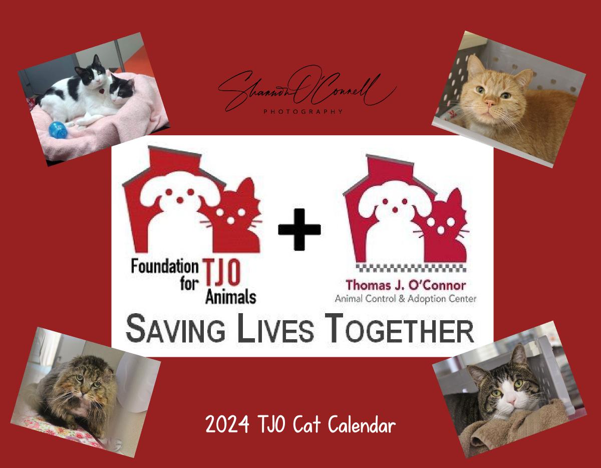 2024 TJO Cat Wall Calendar