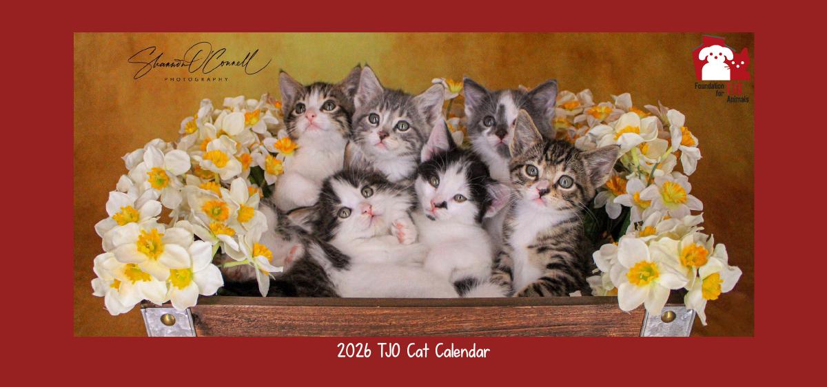 2026 TJO Cat Desk Calendar