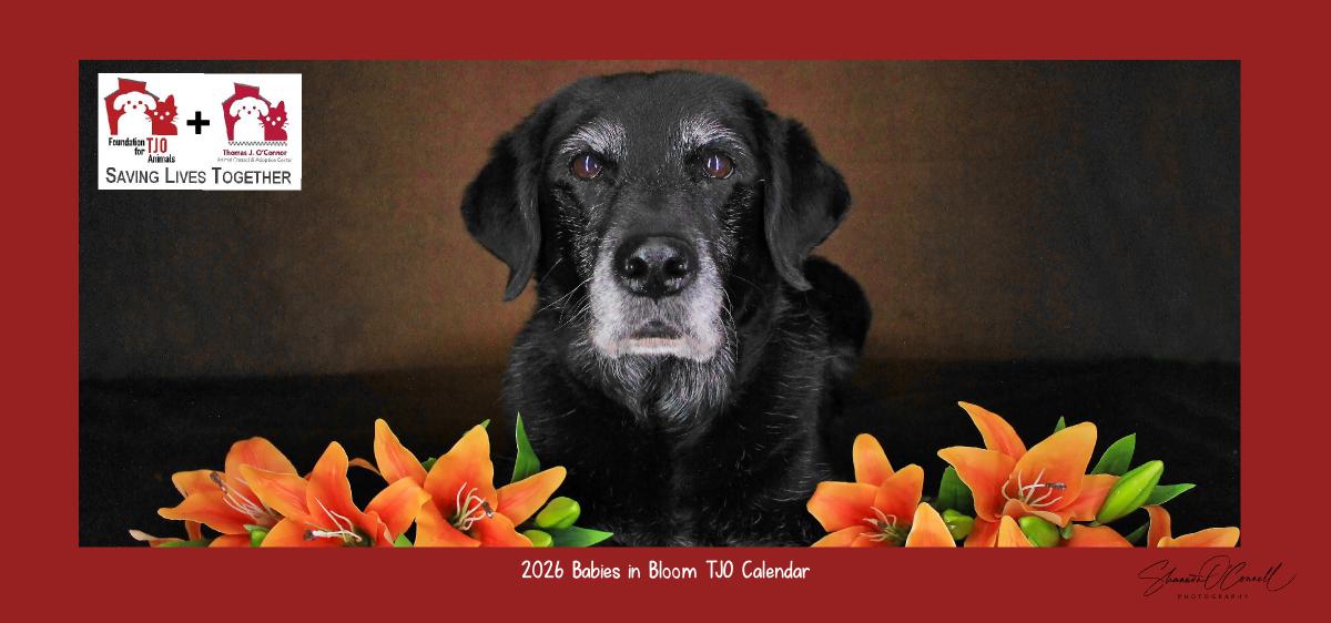 2026 TJO Babies in Bloom Desk Calendar