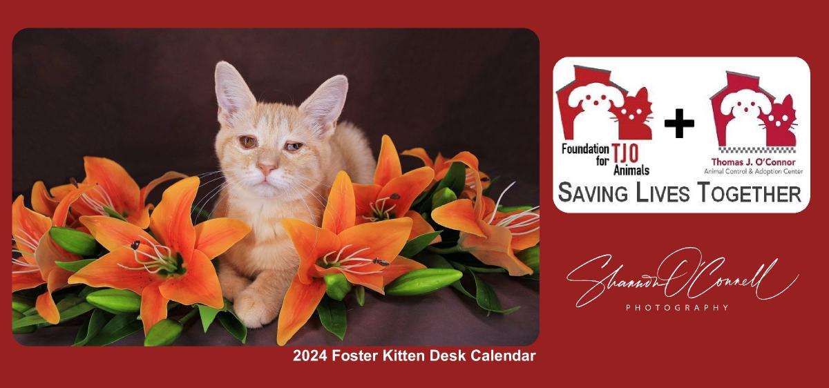 2024 Kitten Desk Calendar